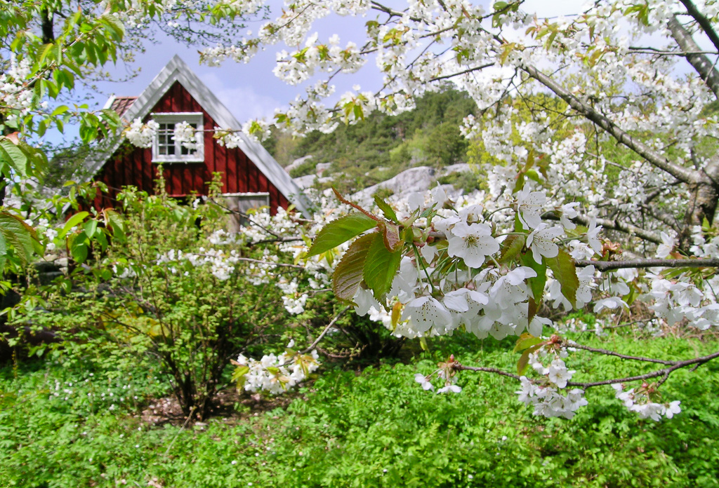 Sjøbua og kirsebærblomster