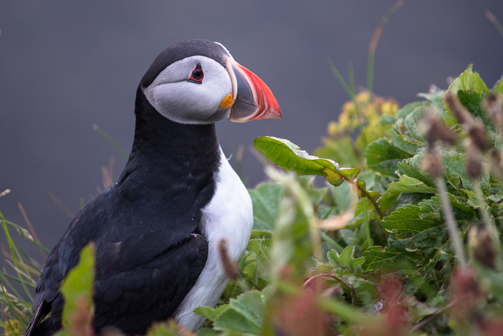 Puffin  