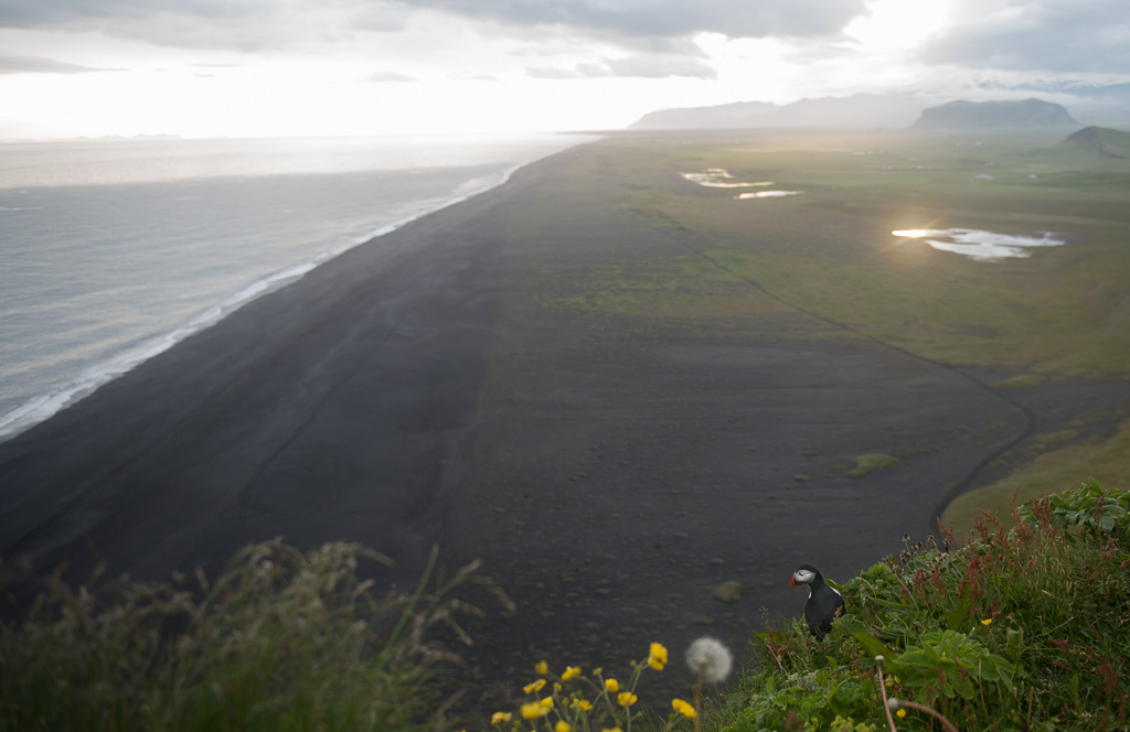 The endless black beach, seen from Dyrhòlaey.