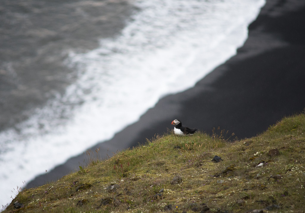 Puffins on Dyrhólaey.