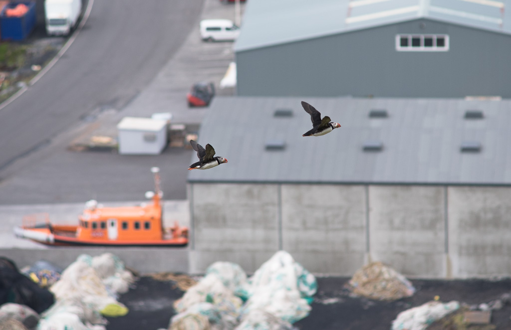 Puffins on Vestmannaeyr