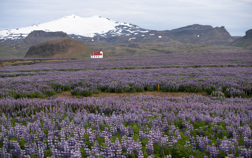 Lupins, Ingjaldshólskirkja and  Snæfellsjökull. Snæfellsnes