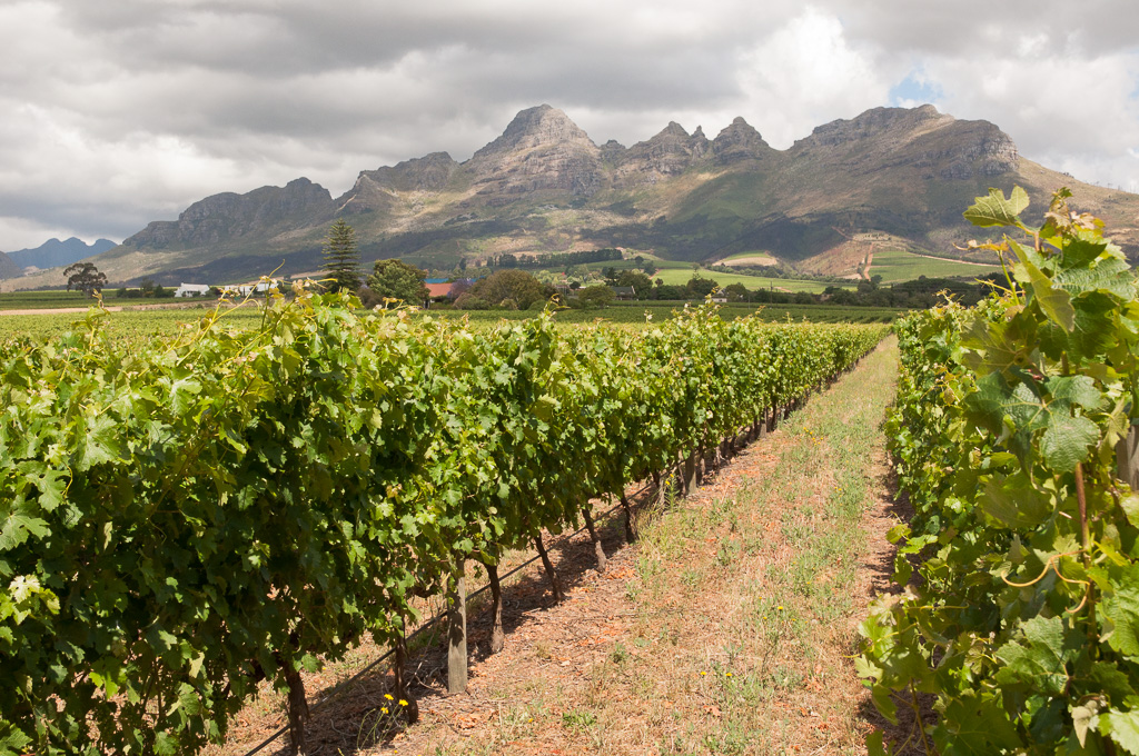 Vineyards outside Stellenbosch