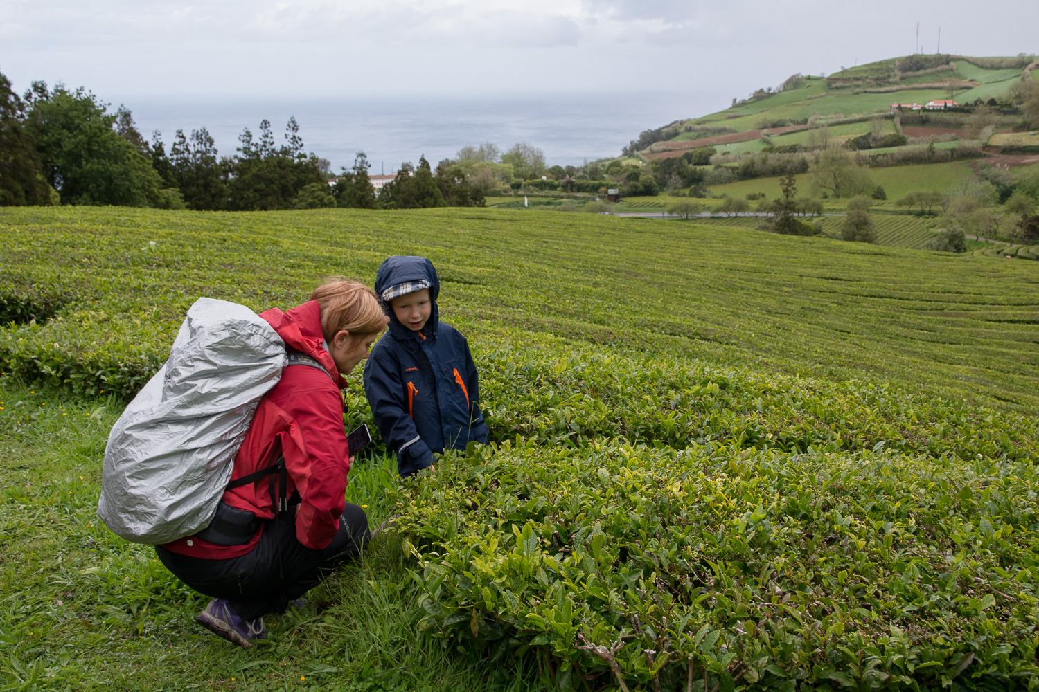 Tea plantation, Porto Formoso