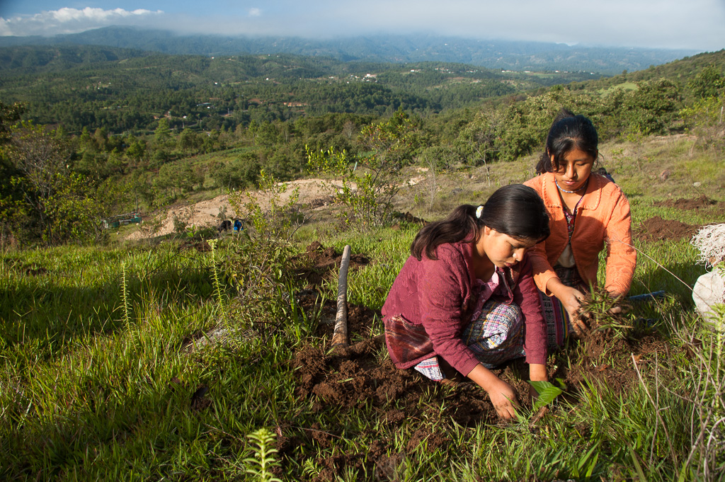 Tree planting project by local school