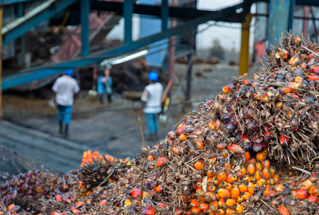 While palm oil prices increase with higher oil price, the farmes complain of soil damage