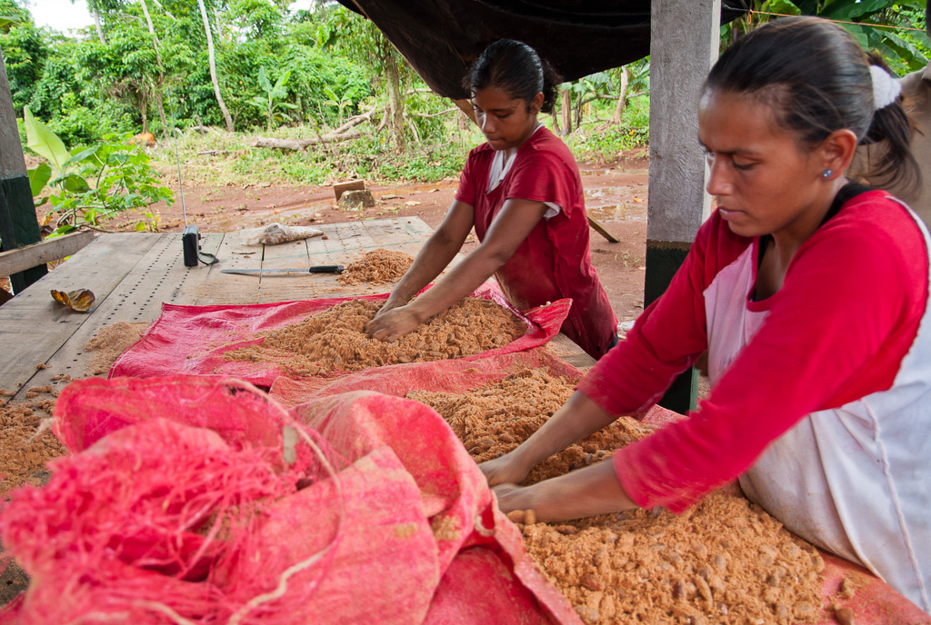 Rinsing cocoa seeds