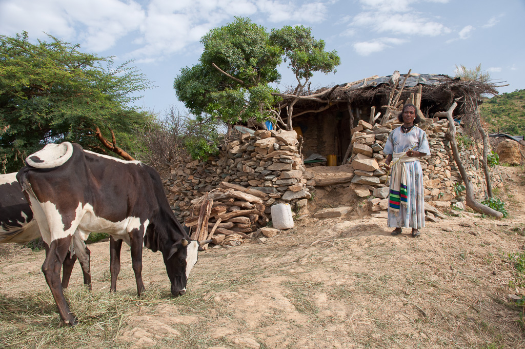 Cattle project in Tigray