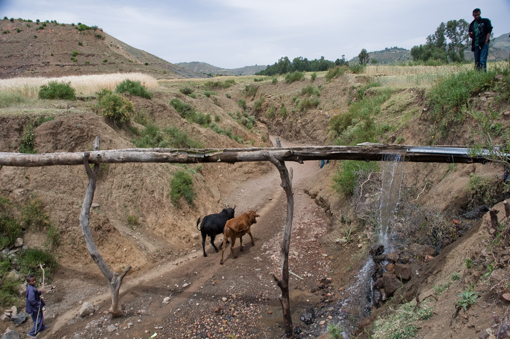 Flash floods have excavated deep ravines in the fields, lovering the water table and drying out the fields. A makeshift pipe leads water between two fields.