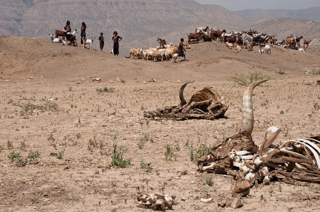 Cattle carcass from last drought in Afar