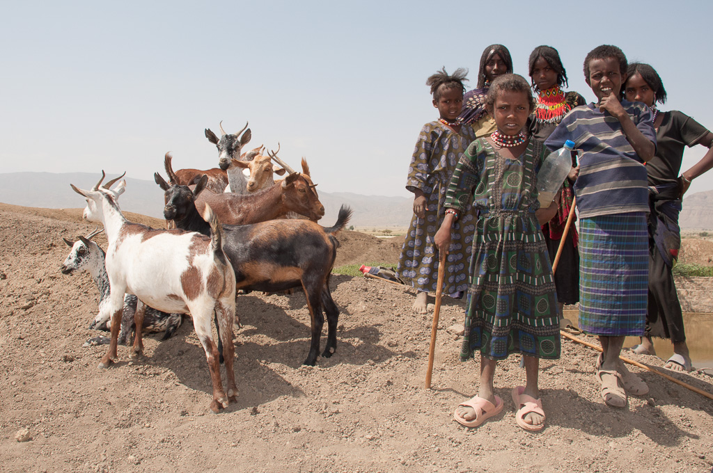 Goat herding in Afar