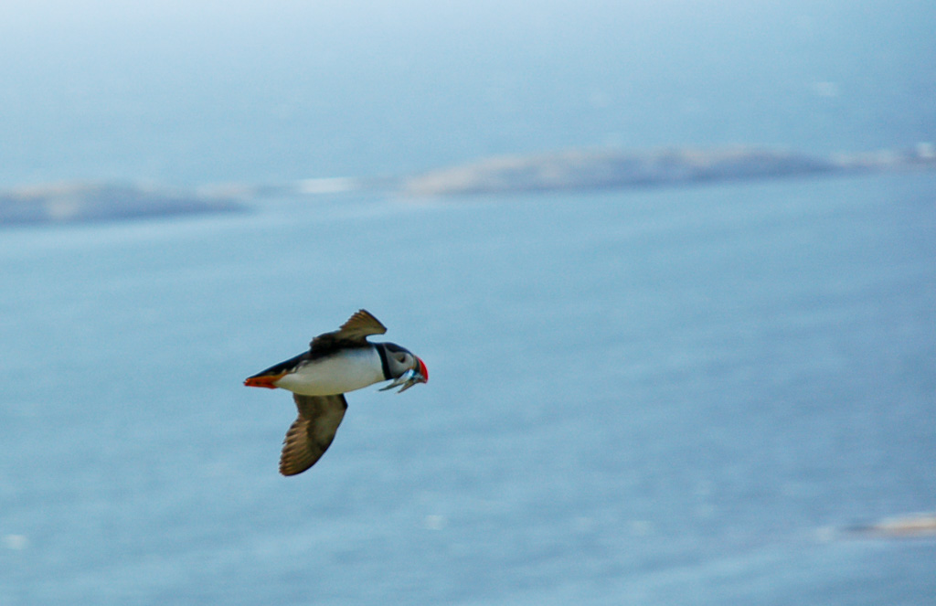 Lovund, Nordland