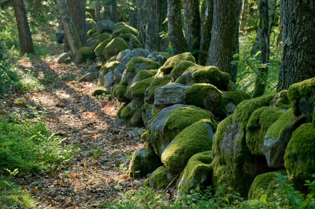 Gammel steinmur på Bergsøya, Lillesand