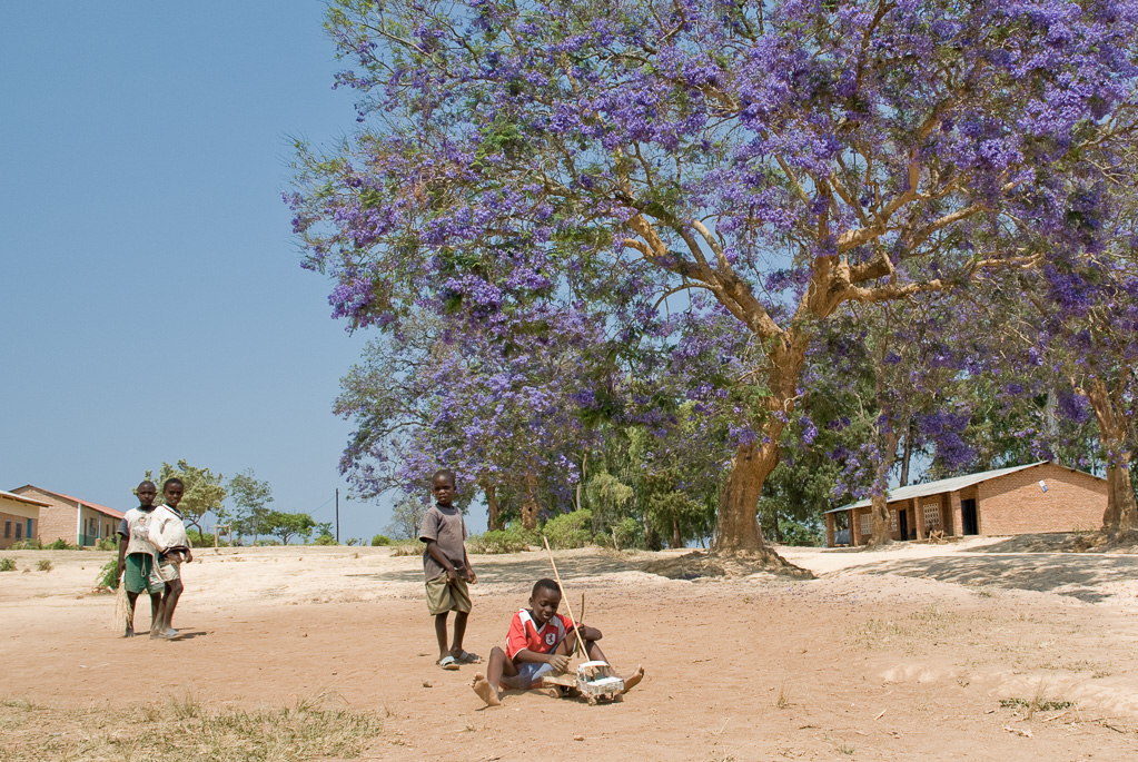 Jacaranda