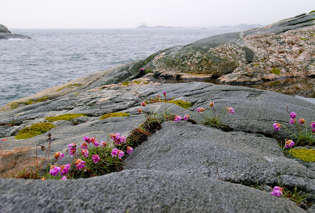 Strandnellig og utsikt til Saltholmen fyr