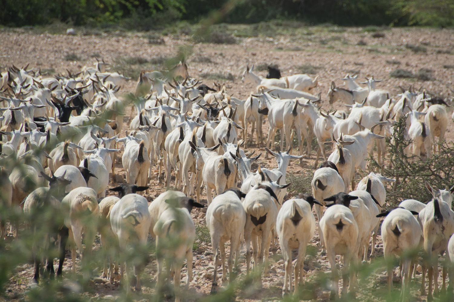 Somalilands main export is goats for hajj